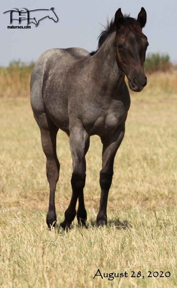 Saltys Fireball's MA's 2020 Roan Colt